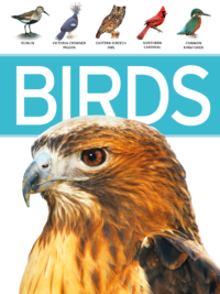 Nature Guide Birds The World in Your Hands by DK Smithsonian