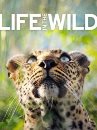 Life in the Wild (2009)